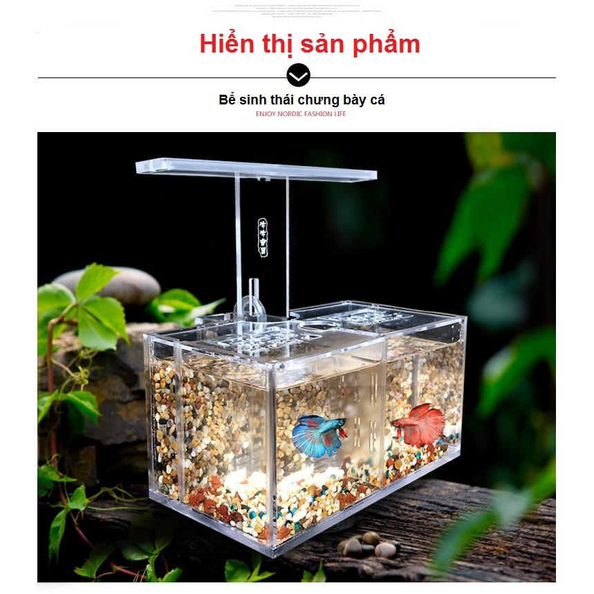 Bể cá betta 2 ngăn trong suốt