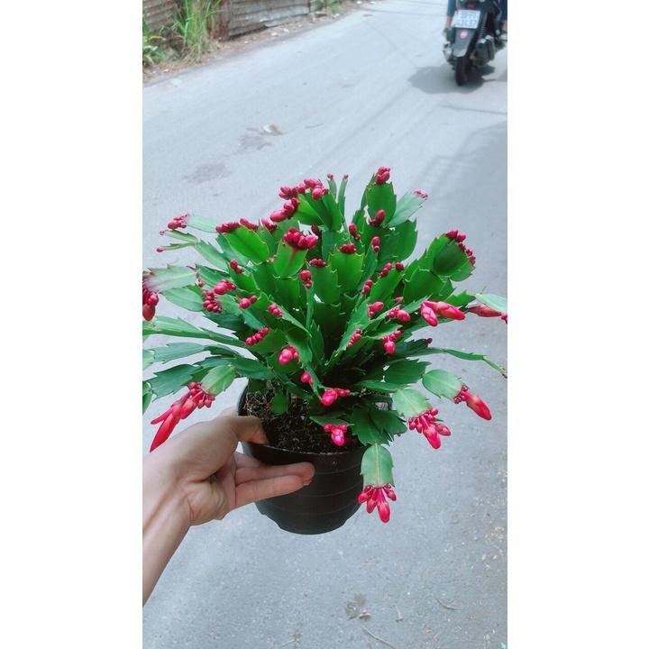 Chậu Cây Càng Cua