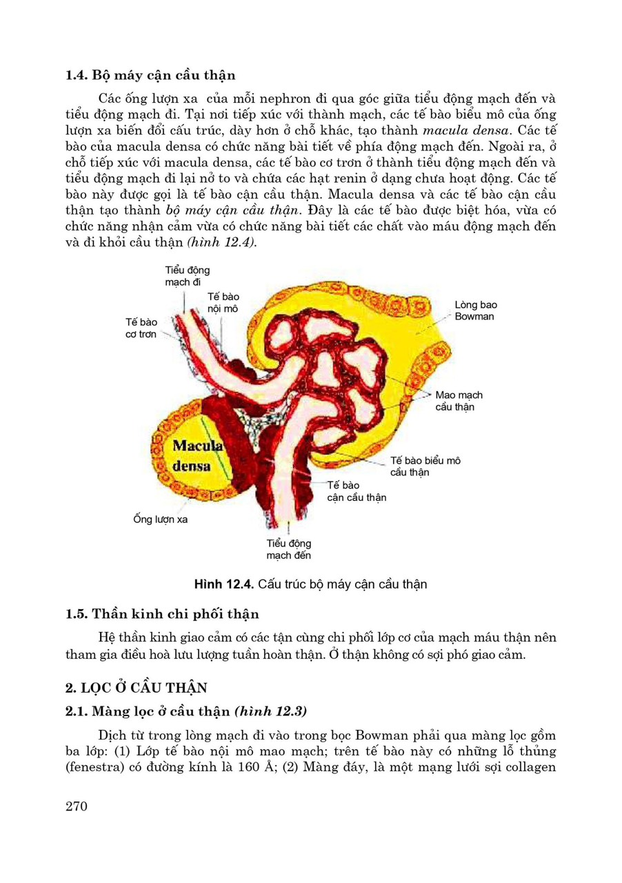 Sinh Lý Học (Sách đào tạo bác sĩ đa khoa) (Xuất bản lần thứ 6 có sửa chữa, bổ sung)