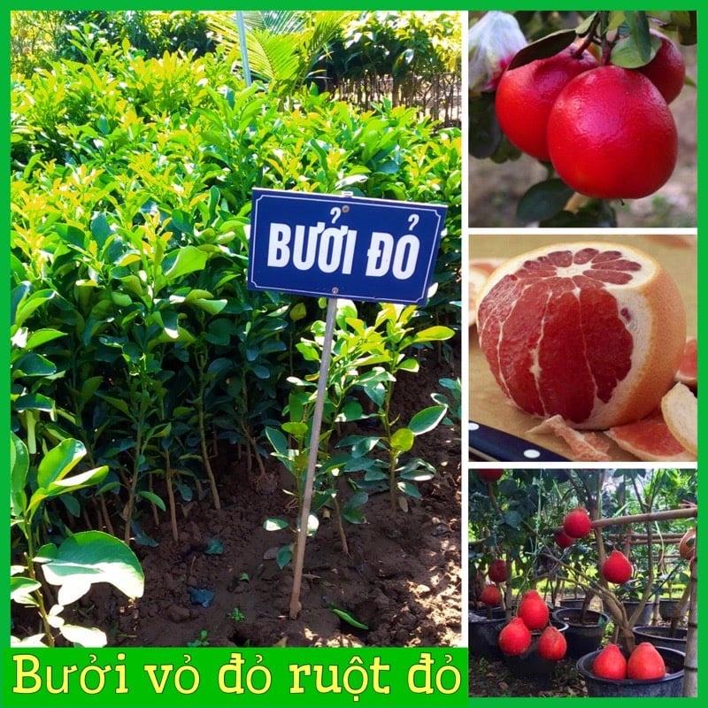 CÂY GIỐNG BƯỞI ĐỎ THÁI LAN