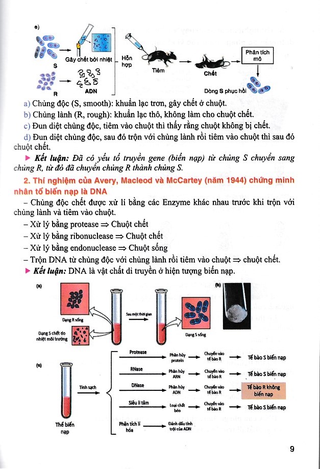 Bồi dưỡng học sinh giỏi Sinh học 12 (Tái bản 2024)(Dùng chung các bộ SGK)