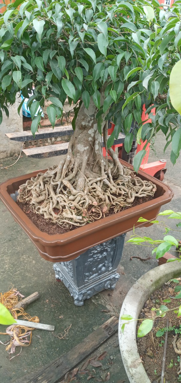 Khuôn chậu chữ nhật trơn 80x60 cao 17 nhựa composite đúc chậu giả tàu