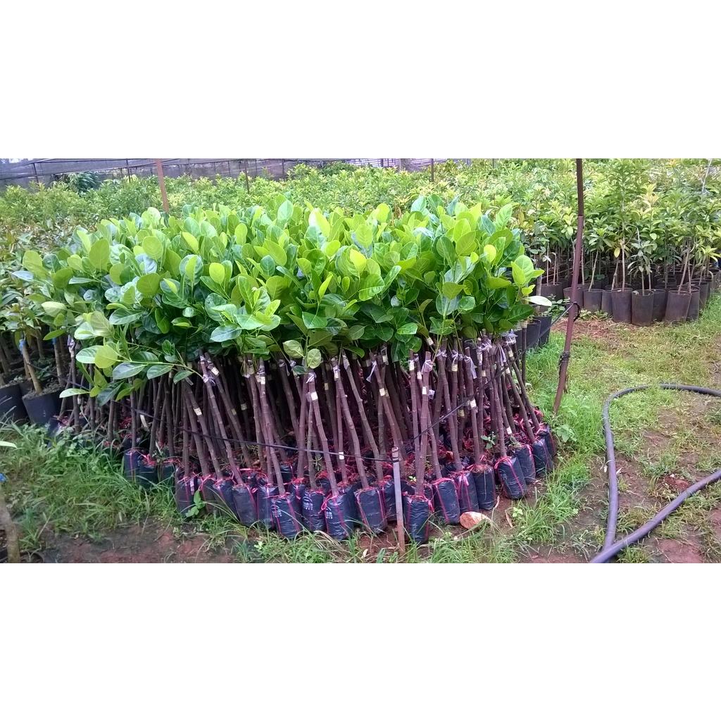 Cây giống Mít Nghệ Tứ Quý