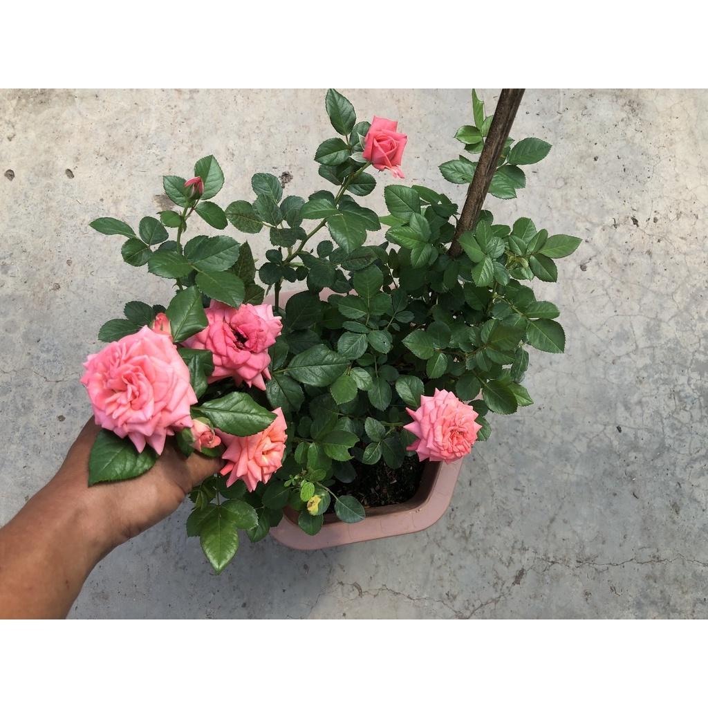 Chậu hồng ngoại siêu bông hoa màu hồng