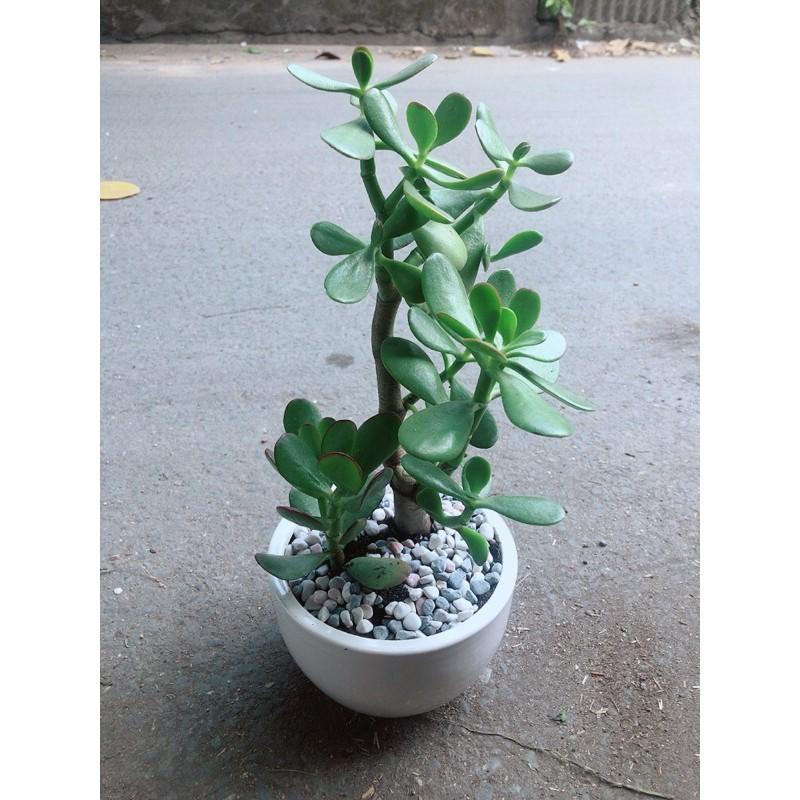 Chậu Cây Ngọc Bích