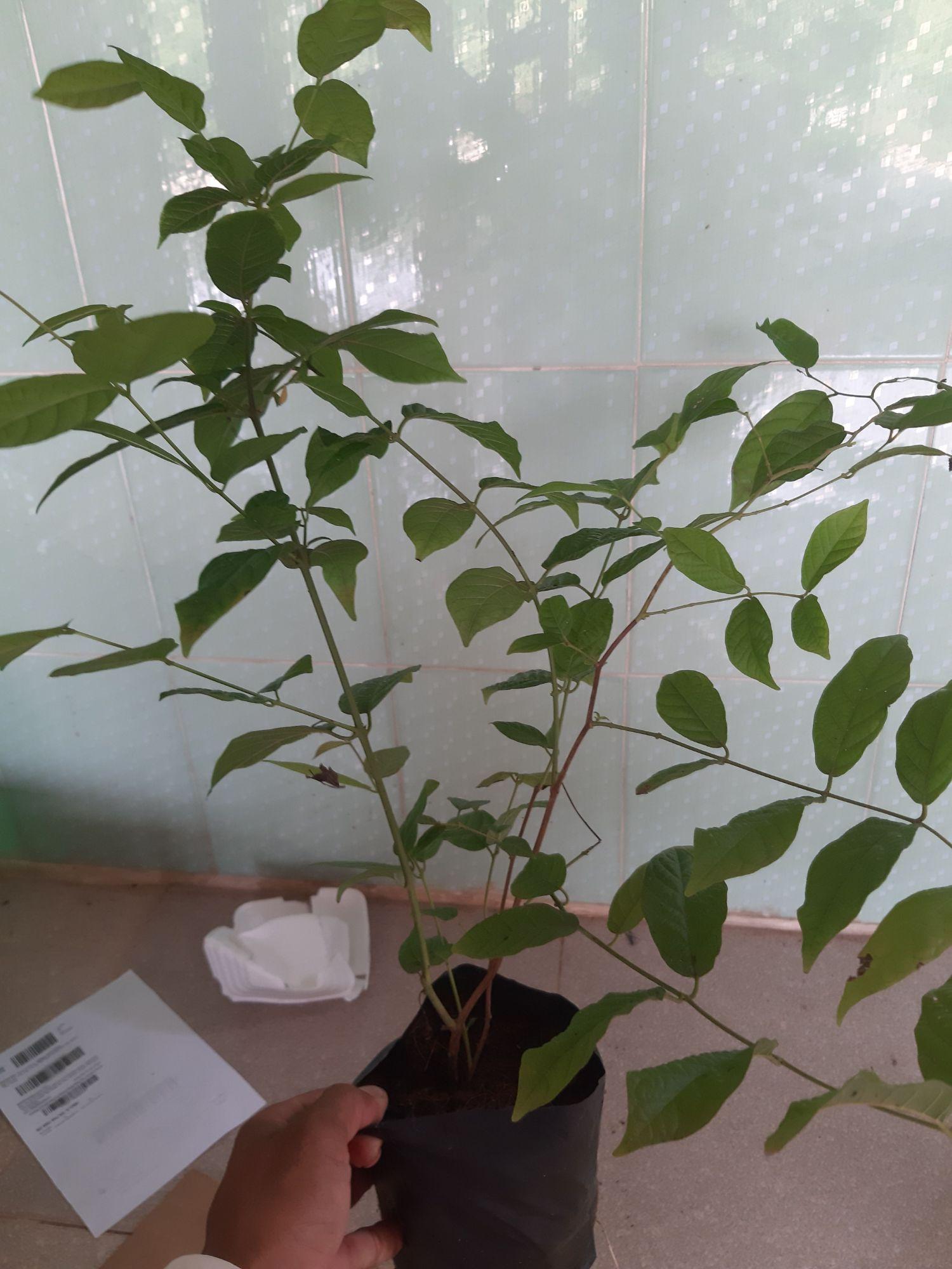 PV 01 Chậu Cây Hoa Sử Quân Tử Cao 50cm