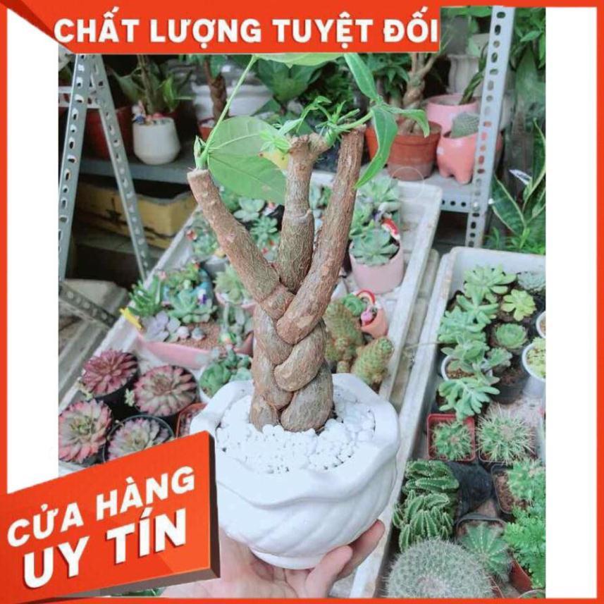 Chậu Kim Ngân 3 Thân Nhiều Người Mua
