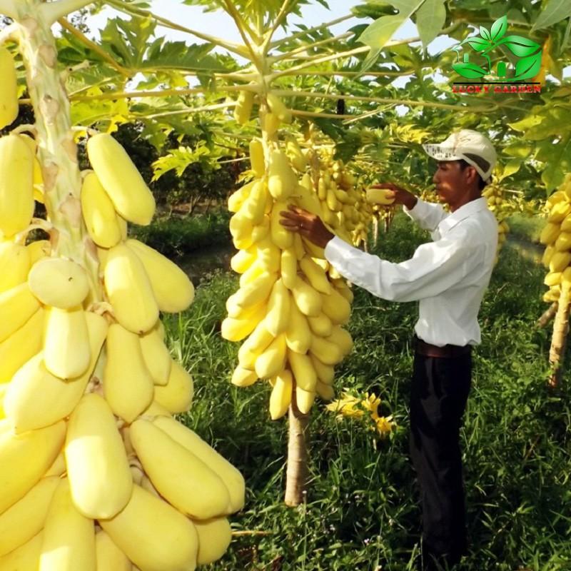 Hạt giống đu đủ da vàng Thái