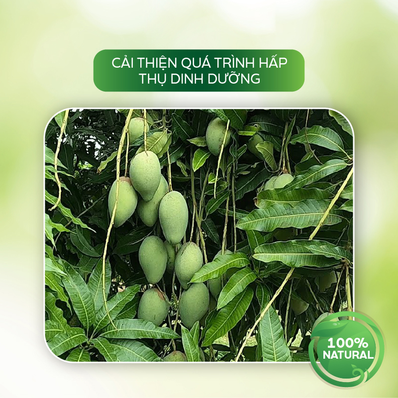Dinh Dưỡng Sinh Học AT Vi Sinh Đậm Đặc 1 Lít Kích Thích Ra Hoa Đậu Trái, Tăng Trưởng Toàn Diện Cho Cây