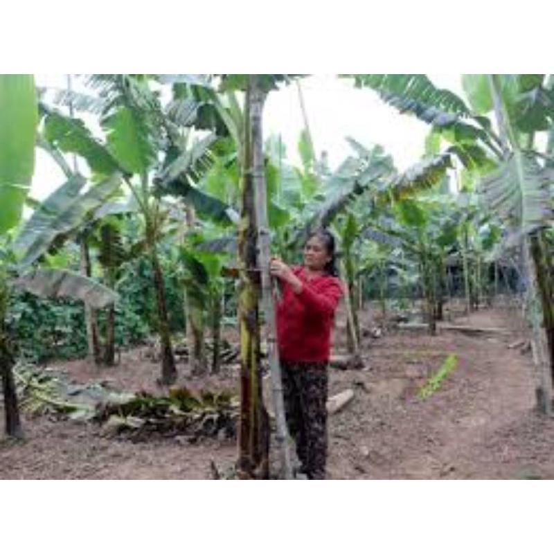 Cây giống chuối tá quạ cấy mô
