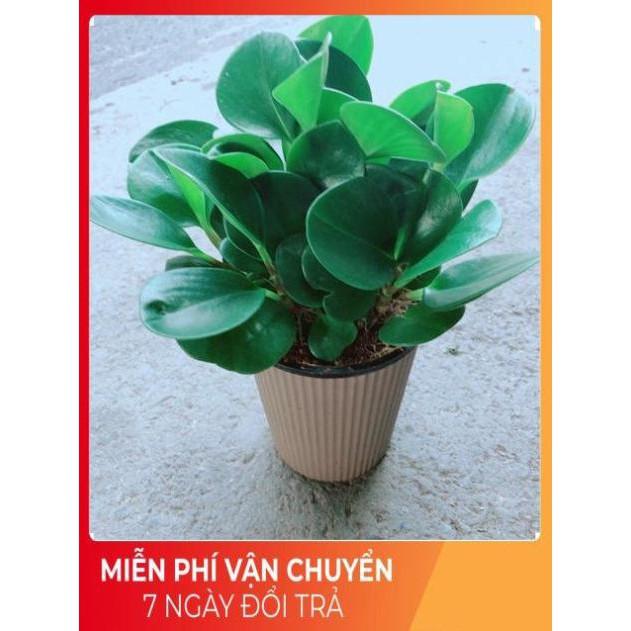 Cây Trường Sinh Kèm Chậu Tự Tưới