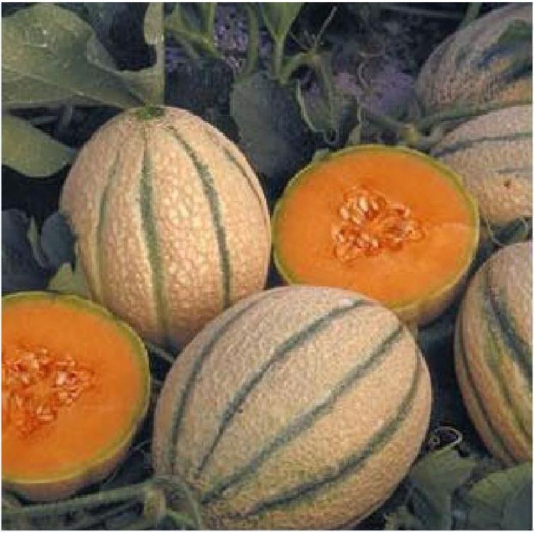 Combo 5 gói hạt giống dưa lưới vỏ sọc ruột cam -gói 10 hạt-tặng kèm gói phân bón lót