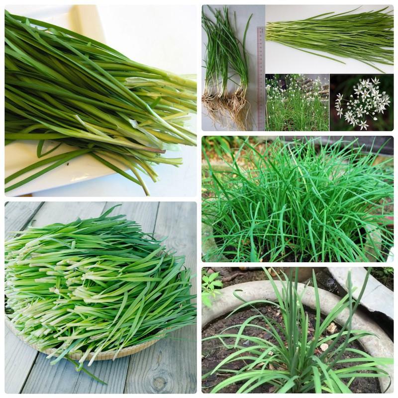 Hạt giống Rau Hẹ Ta Ăn Lá - 2gram/gói