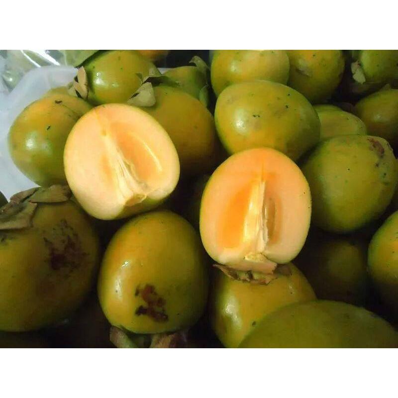 Cây giống hồng giòn không hạt BẢO LÂM