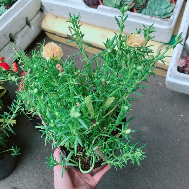 Hoa mười giờ mỹ