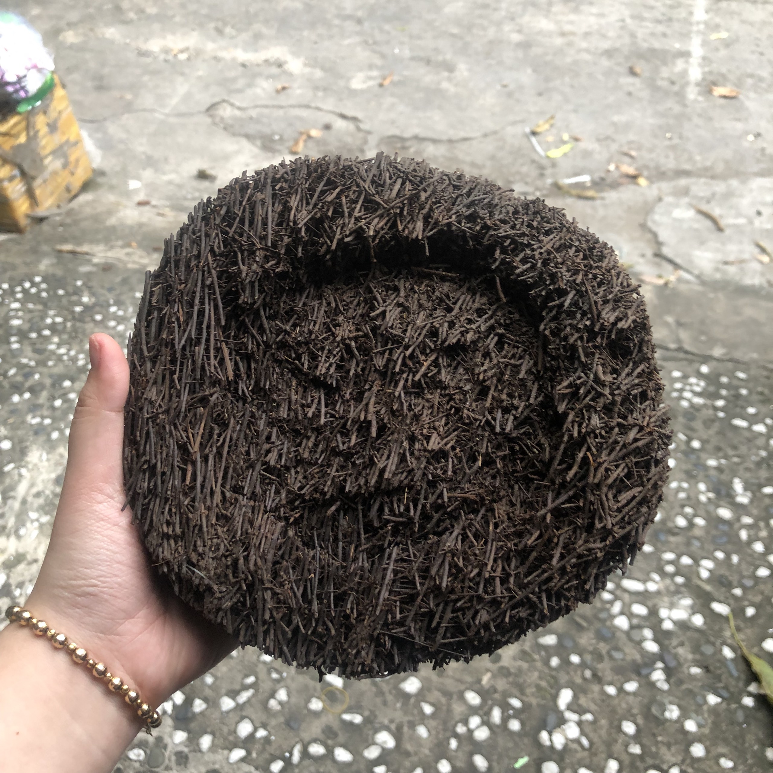 Dớn dĩa ghép Lan kích thước 20cm