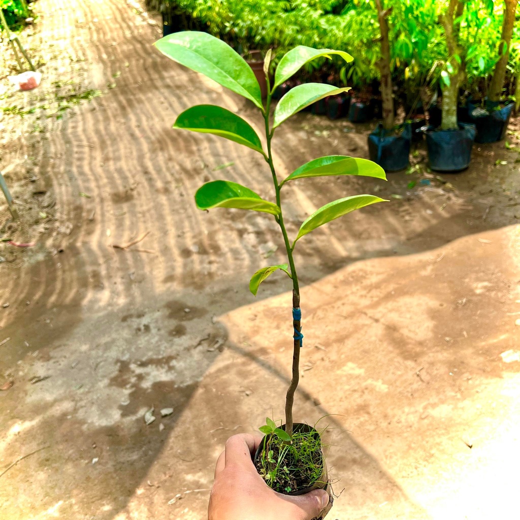 Cây giống mãng cầu xiêm