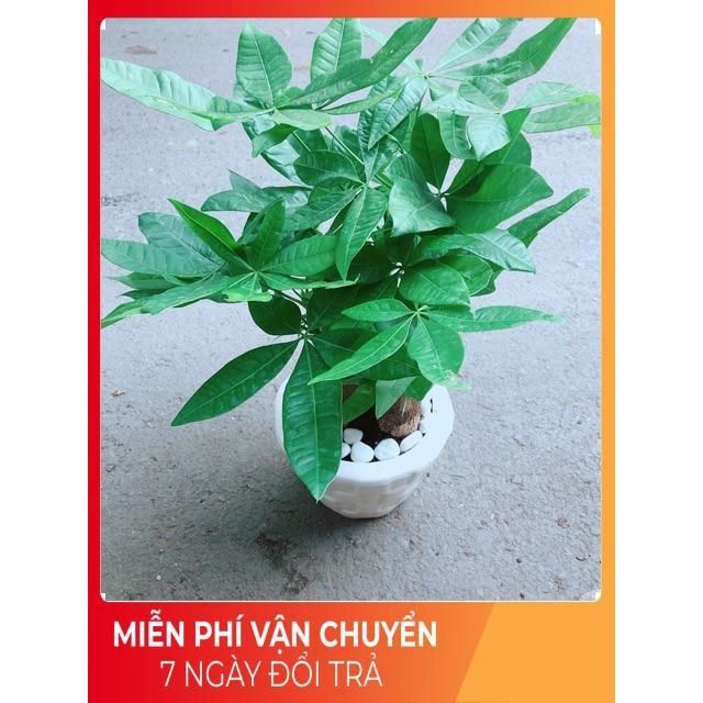 Chậu Kim Ngân 3 Thân Lớn