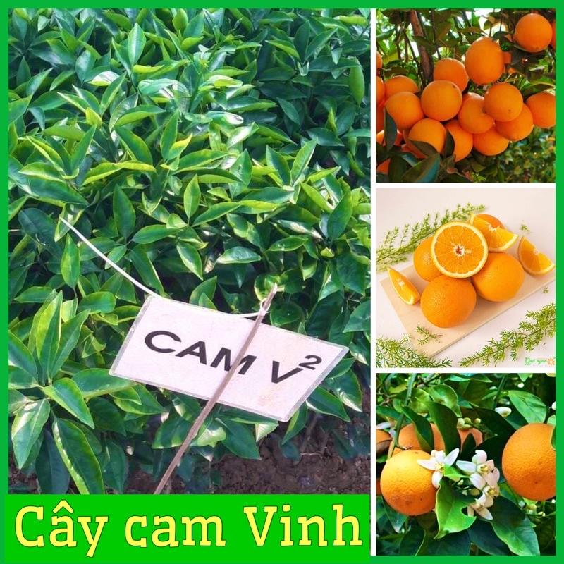 Cây cam Vinh quả to mọng nước rất sai quả, cây giống khoẻ mạnh dễ trồng(ảnh thật hình cuối)