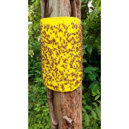 Bộ 10 miếng bẫy ruồi vàng dùng cho vườn lan, cây ăn trái - Bẫy Dính Ruồi Vàng Siêu Hiệu Quả