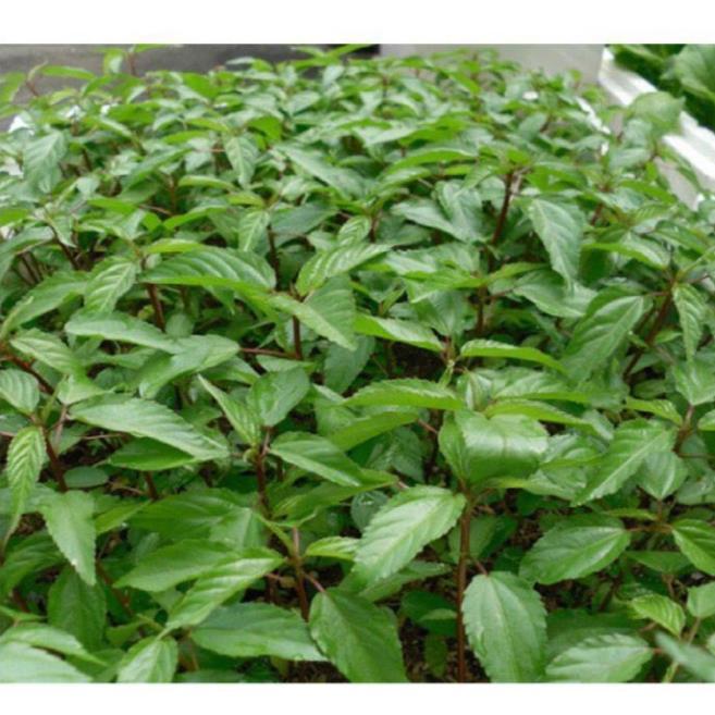 Hạt Giống Rau Đay Đỏ F1 Cao Sản Giống Kháng Bệnh Sinh Trưởng Khỏe