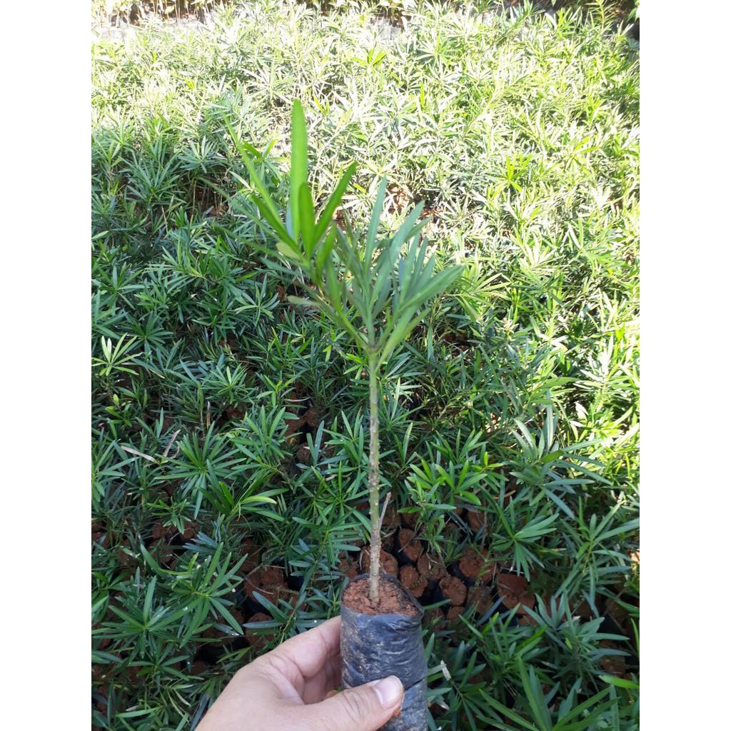Combo 05 cây giống TÙNG LA HÁN - CÂY BONSAI - SIÊU ĐẸP GIÁ SIÊU RẺ