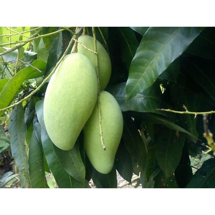 Cây giống xoài thái lan