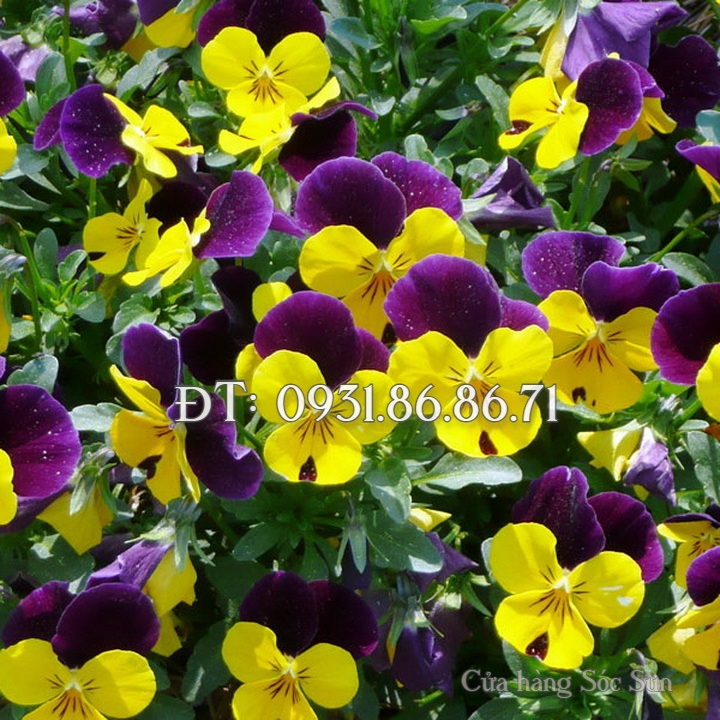Hạt giống hoa Pansee – Bịch 10 hạt – Mã số 1151