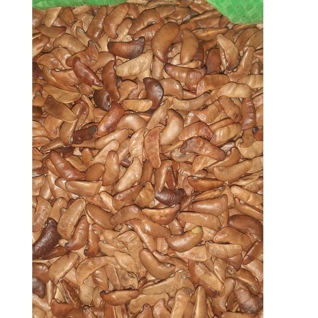 100 gram hạt giống cây giáng hương
