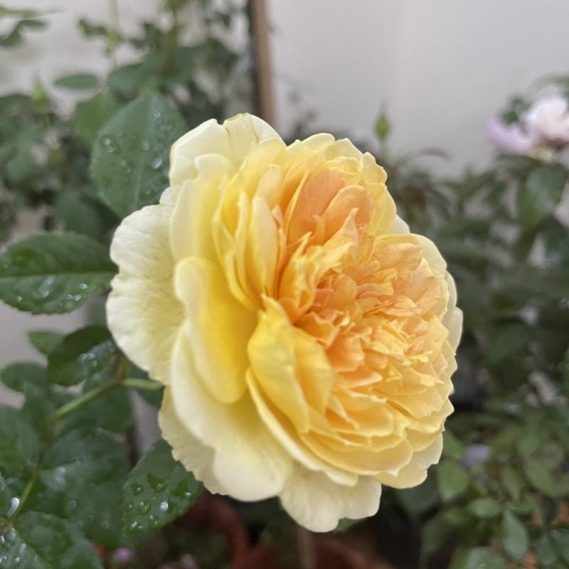 Hoa Hồng Molineux thân gỗ dáng tree