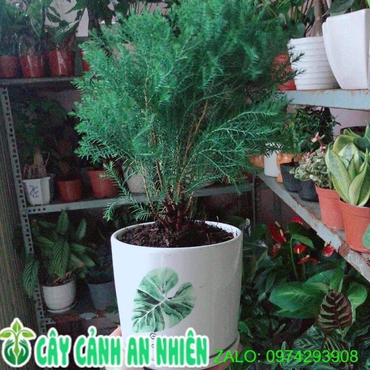 Chậu Cây Tùng Bồng Lai