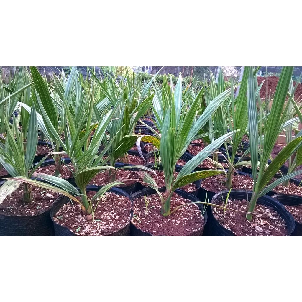 CÂY GIỐNG CHÀ LÀ NHẬP KHẨU TỪ ÚC
