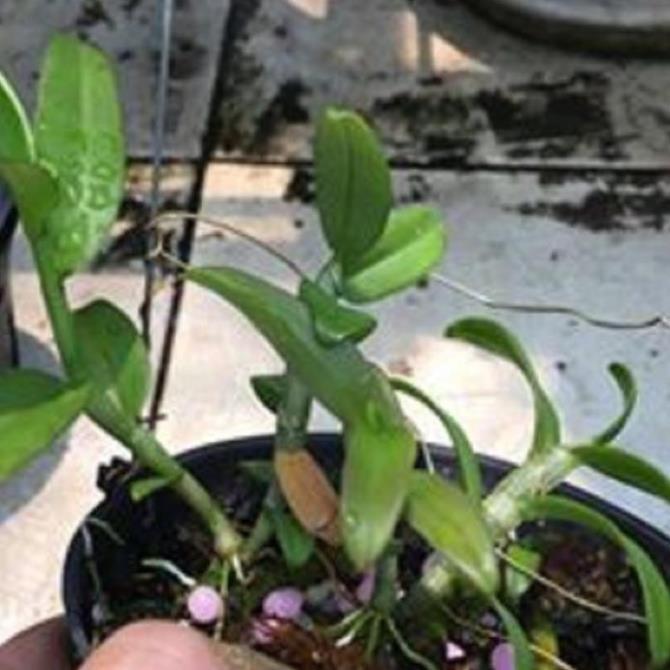 Hoa lan phi điệp - bầu cánh mai ki mập khỏe ấm chậu