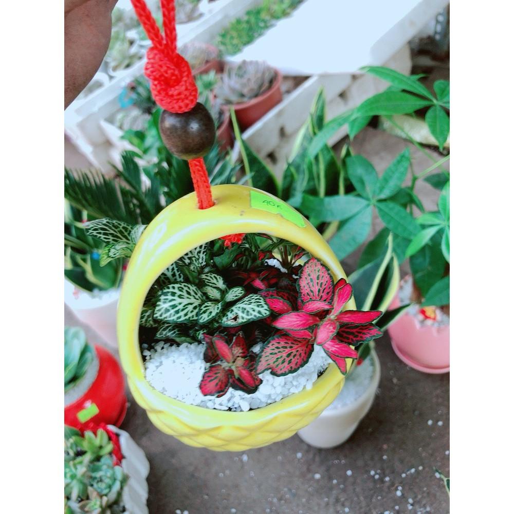 Chậu cây cẩm nhung