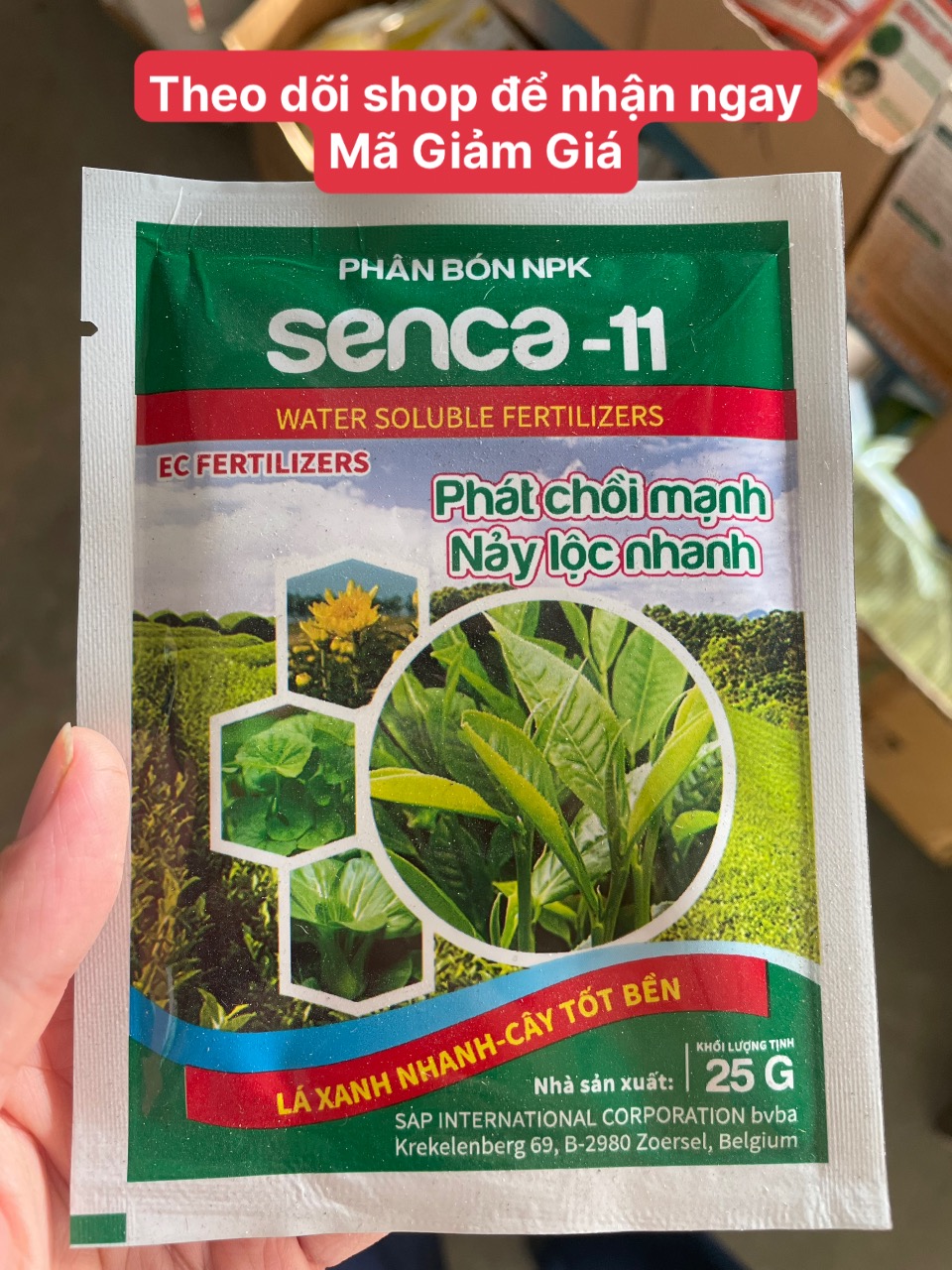 Phát chồi mạnh, nẩy lộc nhanh Senca 11