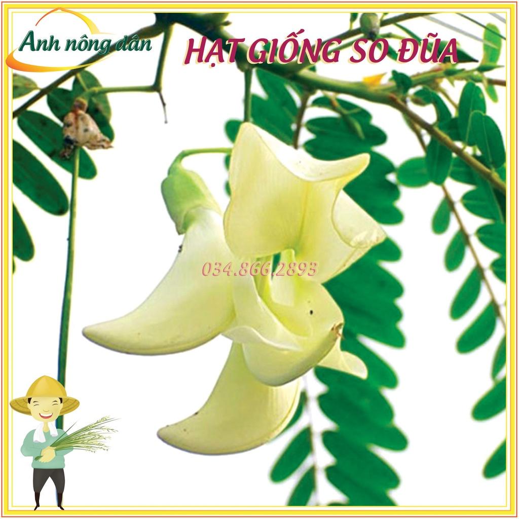 15g Hạt giống cây so đũa tứ quý thái - Tỷ lệ nảy mầm cao, cây sinh trưởng nhanh, dễ trồng