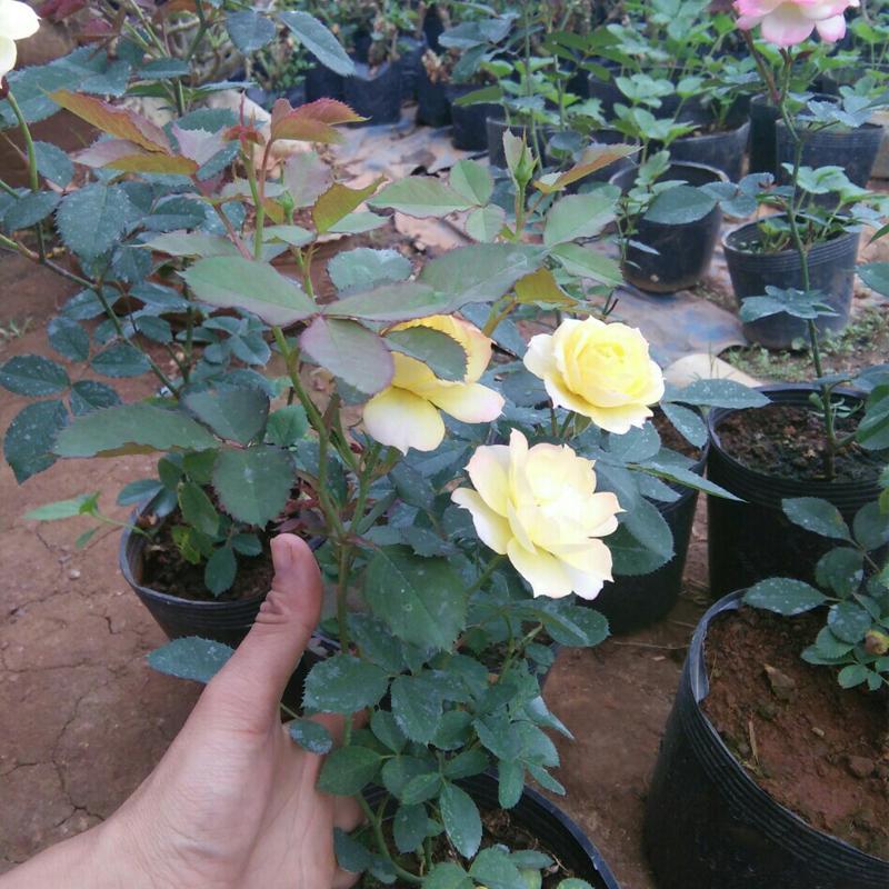 50 Chậu 25x21x21cm nhựa PE dẻo trồng cây bền từ 5 đến 10 năm-0277105