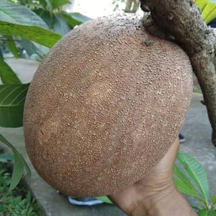 Cây hồng xiêm ruột đỏ khổng lồ quả to 1,5kg