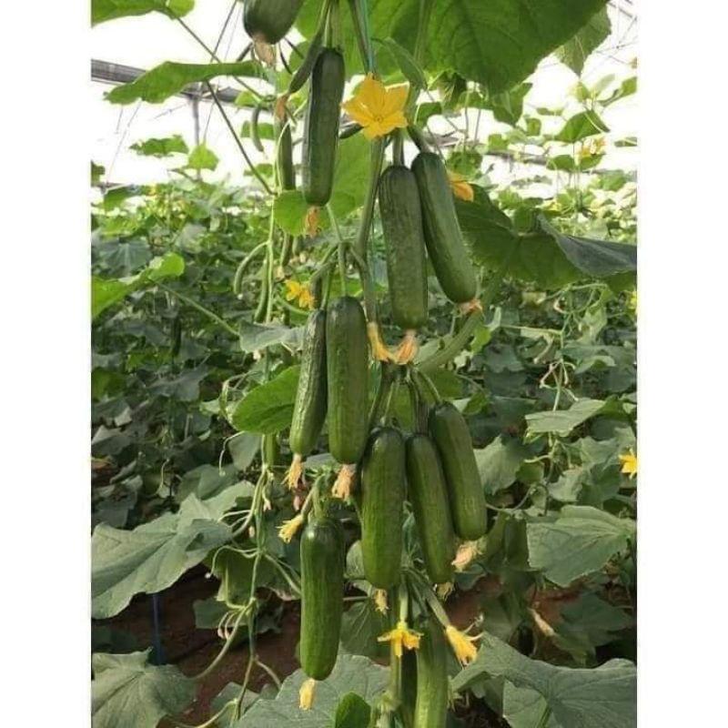 GẦN 50 HẠT GIỐNG DƯA LEO CHÙM TRANG NÔNG TN675