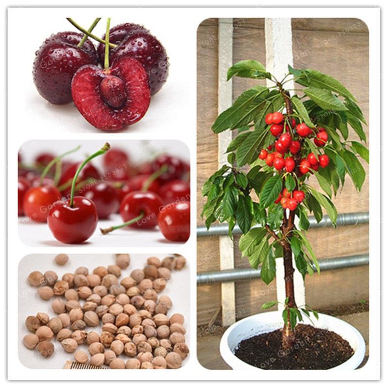 Hạt Giống Cherry Nhiệt Đới Dễ Trồng Quả To