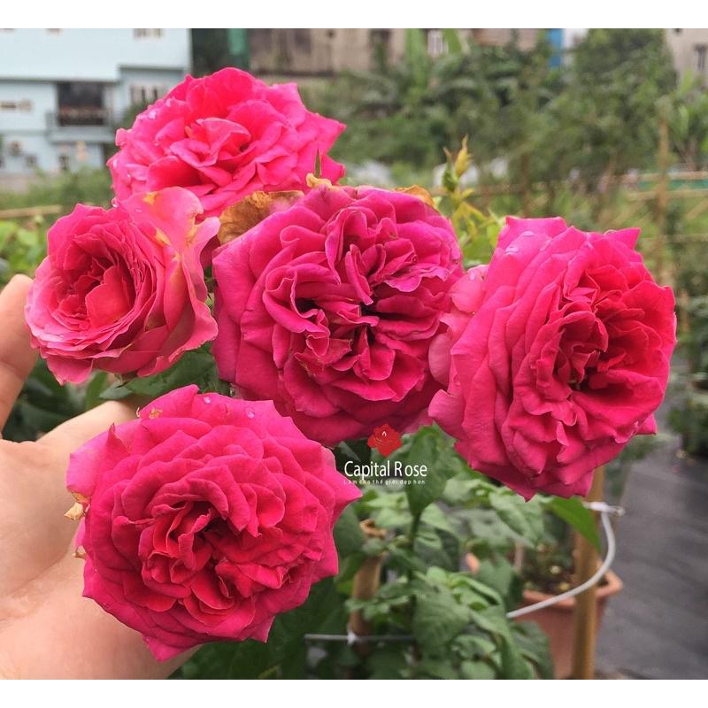 Hoa hồng Kate Rose - hồng leo, hoa to, hoa thơm