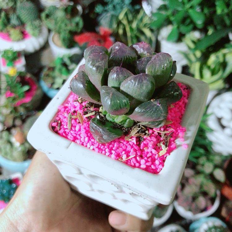 Chậu Cây Kim Cương Màu Tím