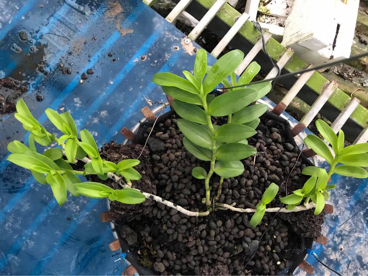 Phi điệp Lá Mít Tam Nguyên, Mít tam nguyên chia sẻ giống cho nhà vườn sưu tầm