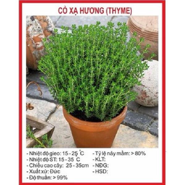 Combo 2 gói Hạt giống cây xạ hương,cây hương thảo--gói 100 hạt-tặng kèm gói phân bón lót