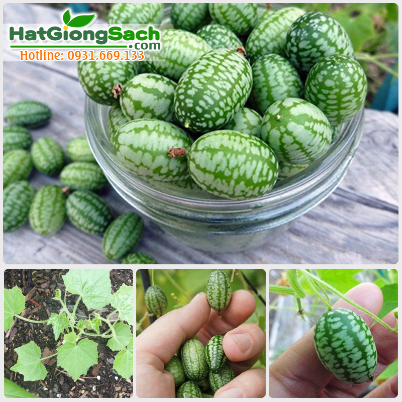 Hạt giống dưa hấu tí hon 5 hạt