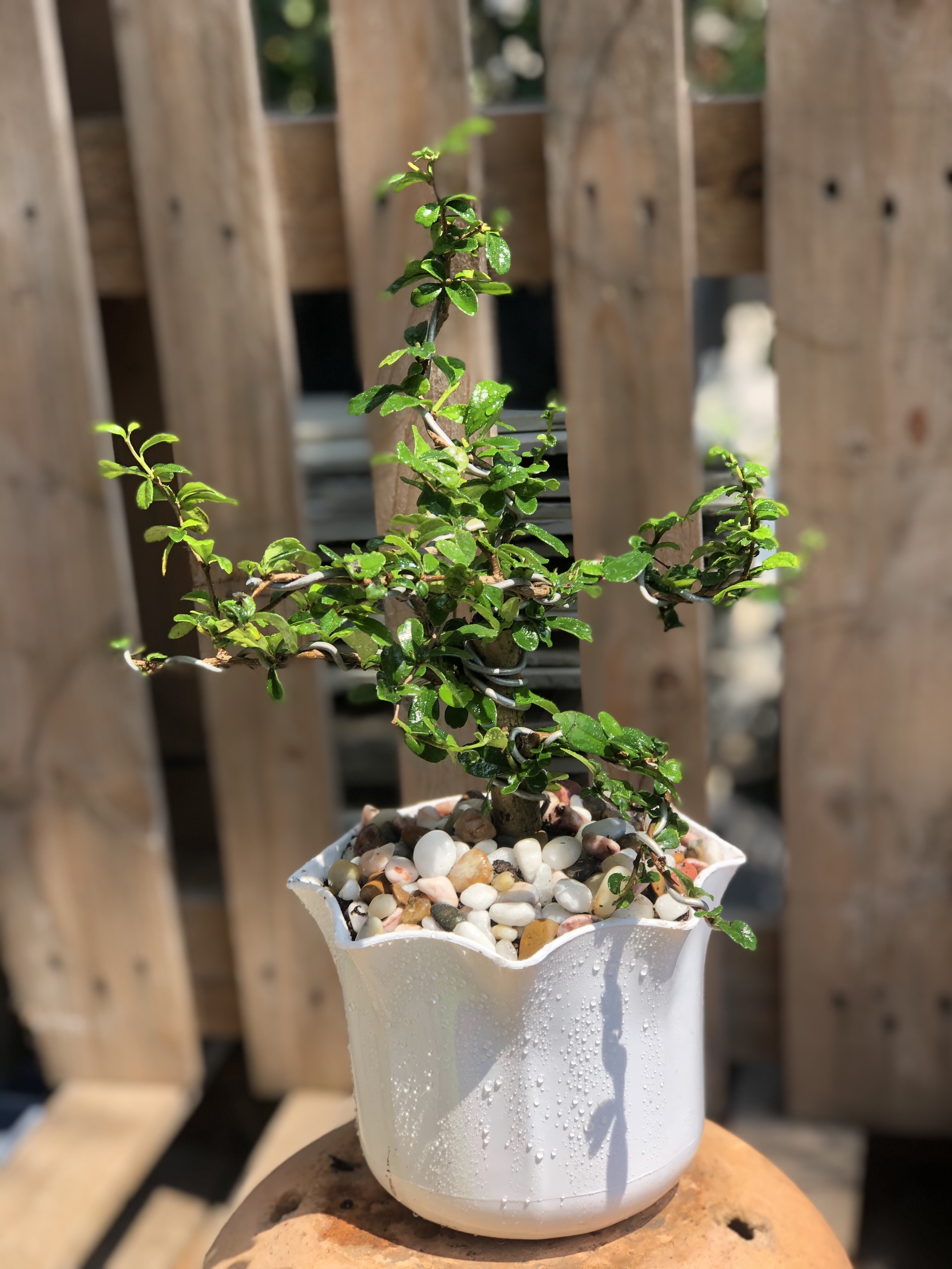 Chậu cây Kiến Tường bonsai