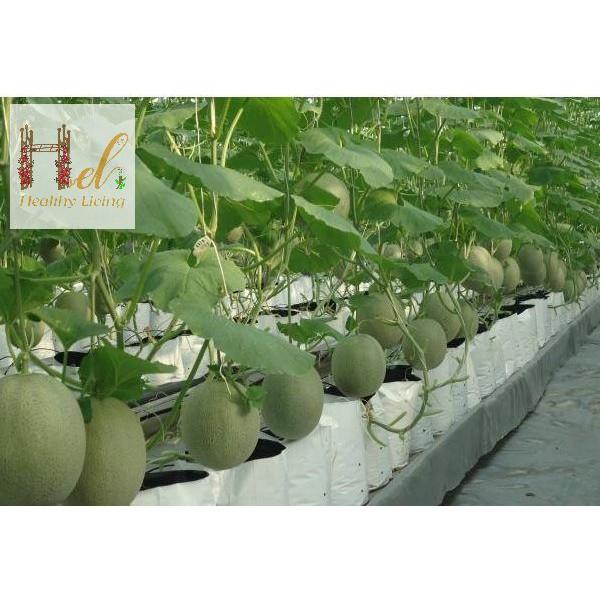 Túi Ươm Cây 2 Da, Túi Nilon Trồng Dưa Lưới, Dưa Leo, Dưa Lê, Cà Chua, Cà Rốt 20x40cm - 16 cái - 0.5Kg