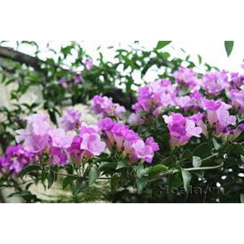 Cây hoa Lan Tỏi-lan leo tỏi tím. bầu lớn,sắp nụ giá rẻ