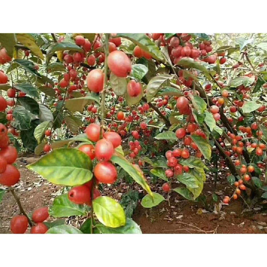 Sản phẩm CÂY NHÓT NGỌT MỸ