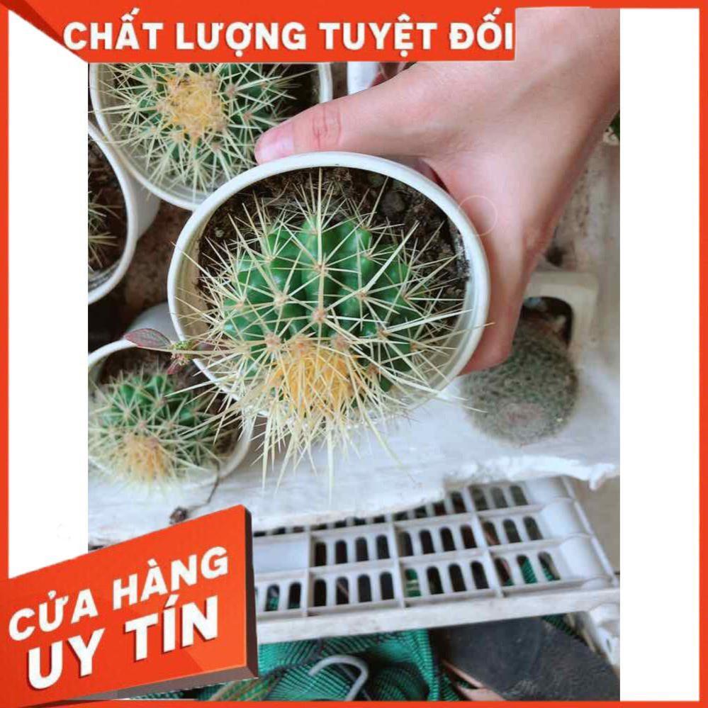 Xương rồng kim hổ Nhiều Người Mua